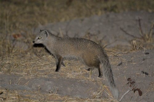 Selous’s Mongoose