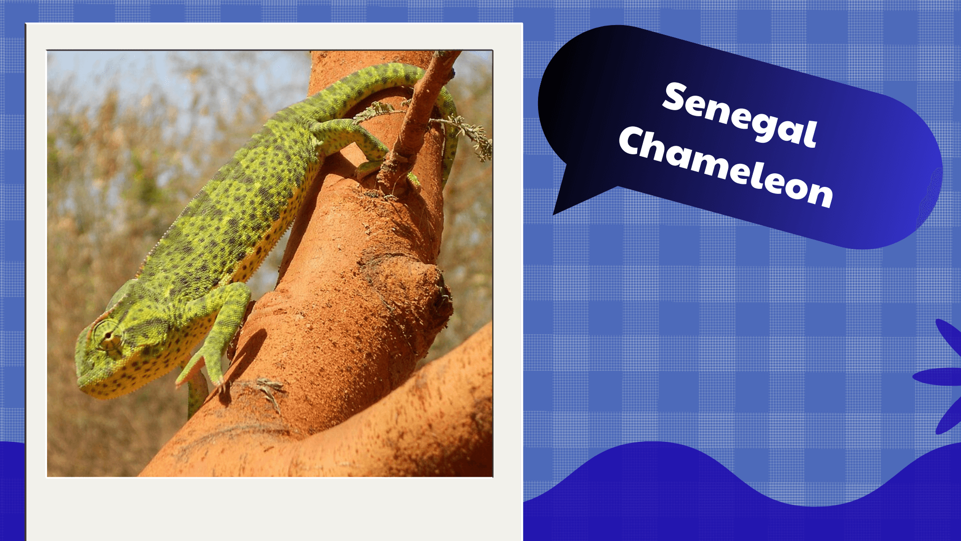 Senegal Chameleon