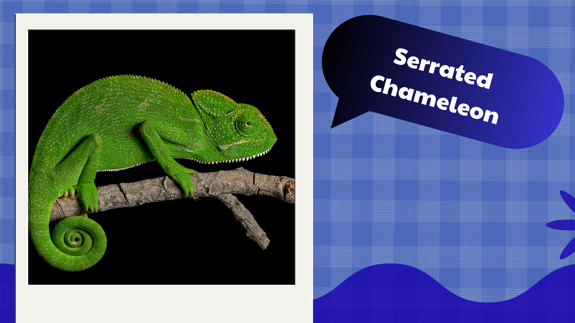 Serrated Chameleon