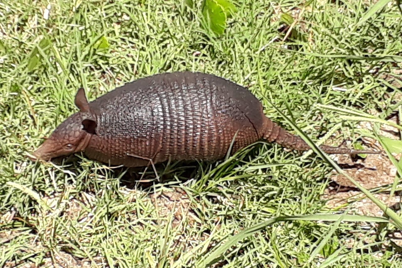 Seven-Banded Armadillo