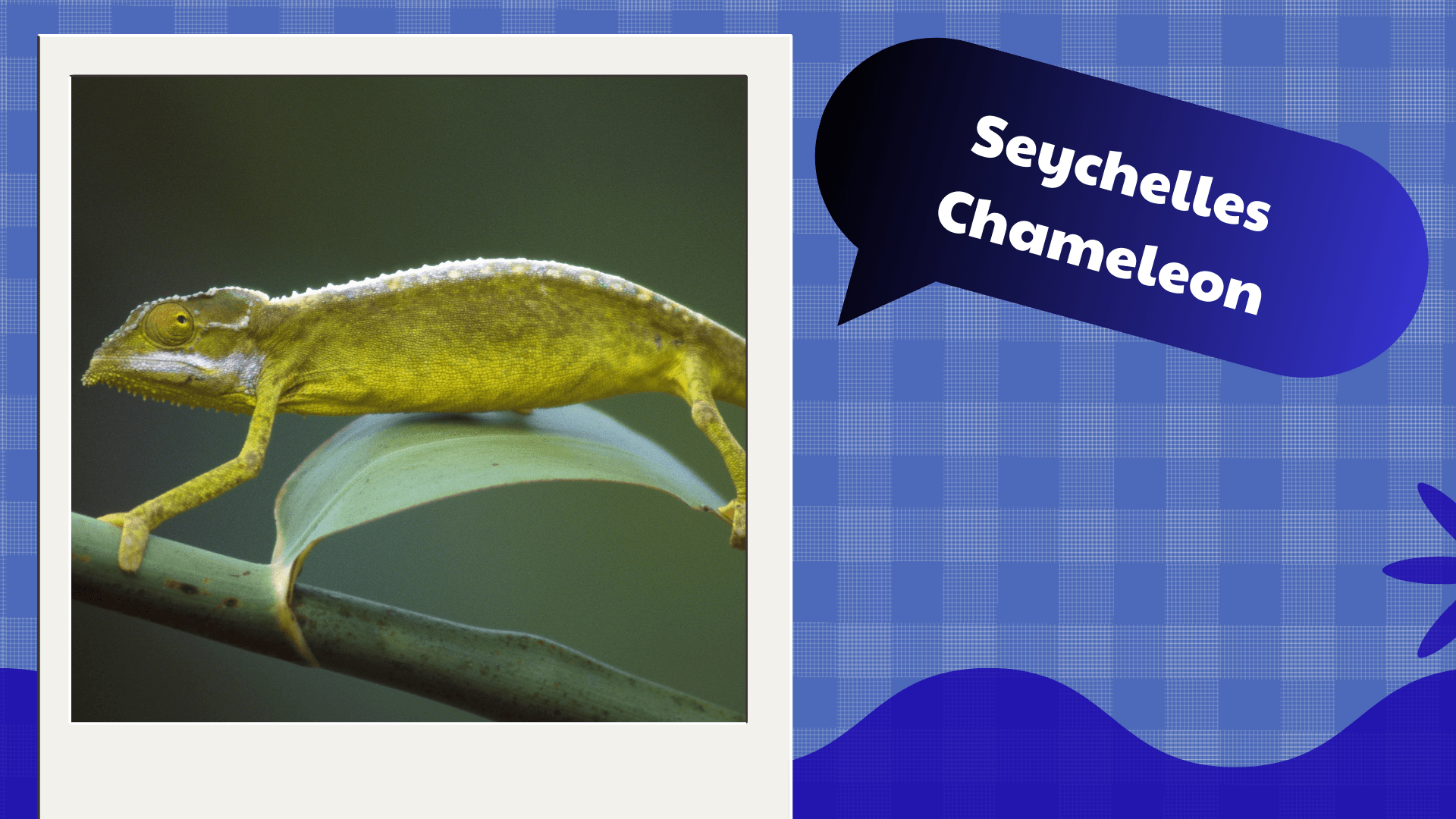 Seychelles Chameleon