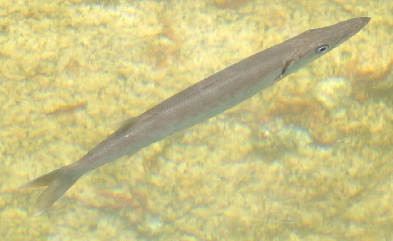 Sharpnose Barracuda
