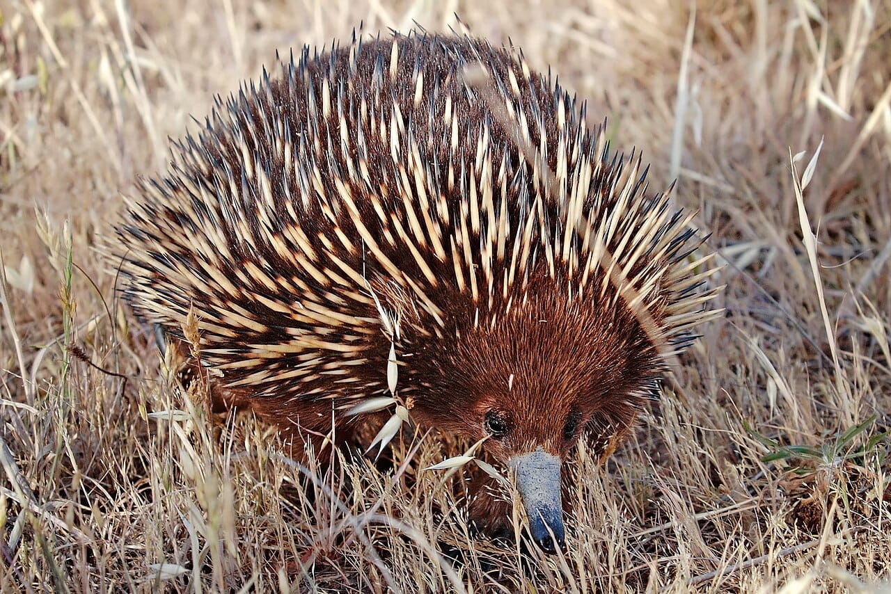 Short-Beaked Echidna