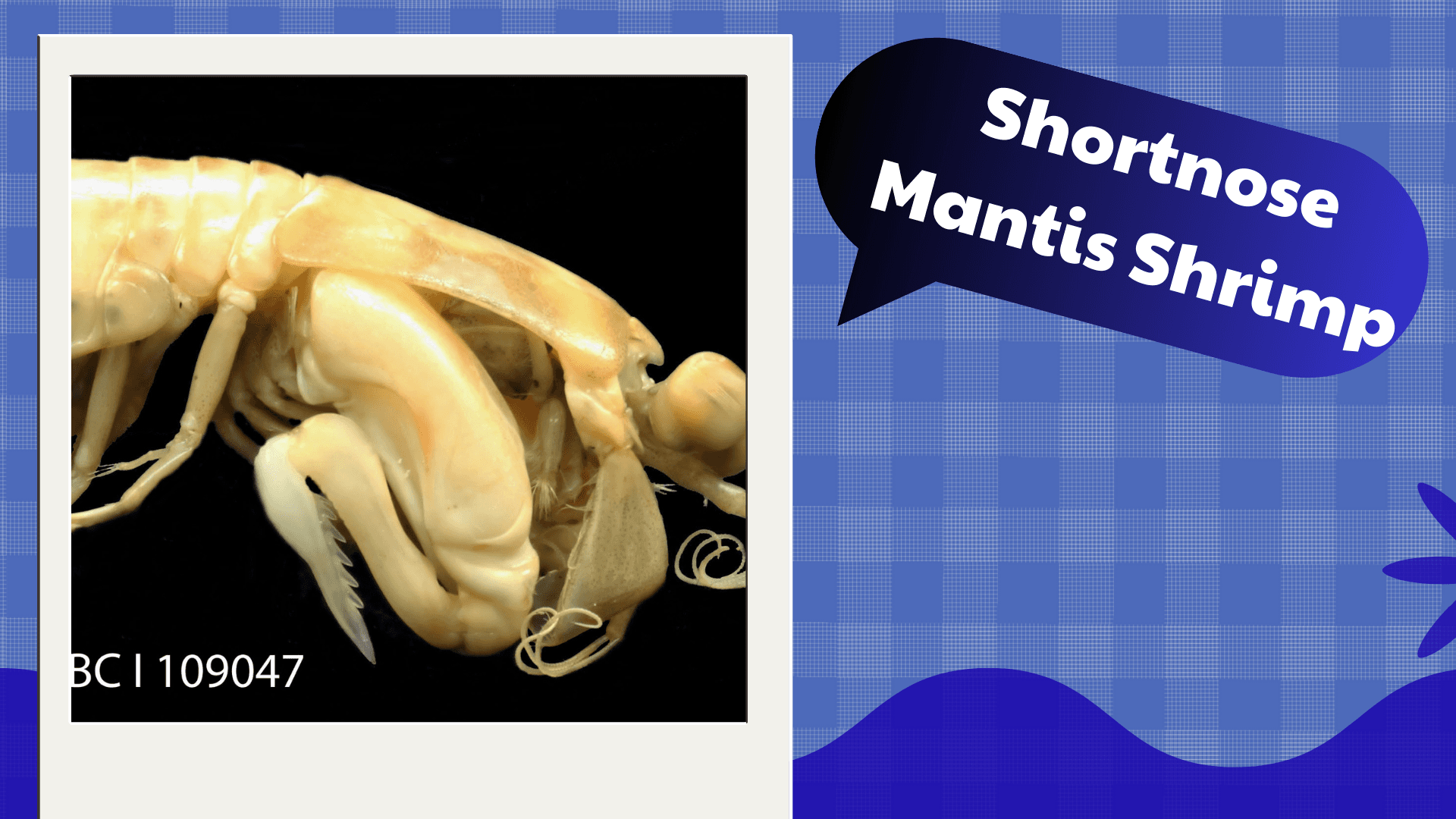 Shortnose-Mantis-Shrimp