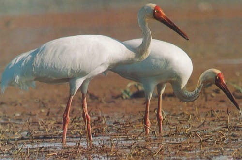 Siberian Crane