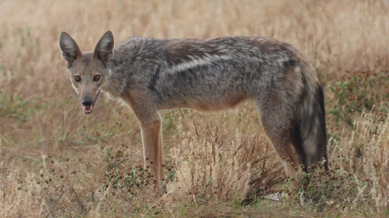 Side-striped Jackal