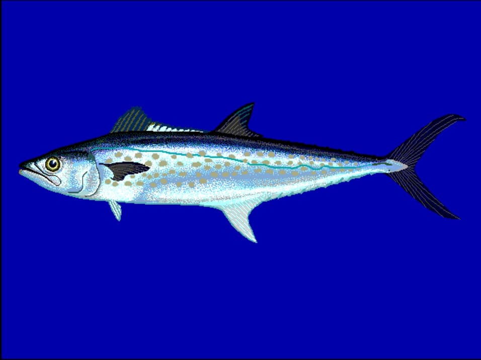 Sierra Mackerel