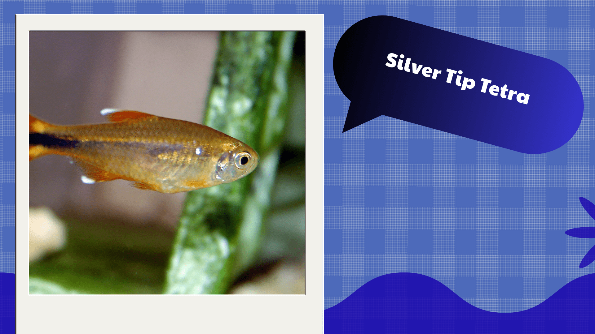 Silver Tip Tetra