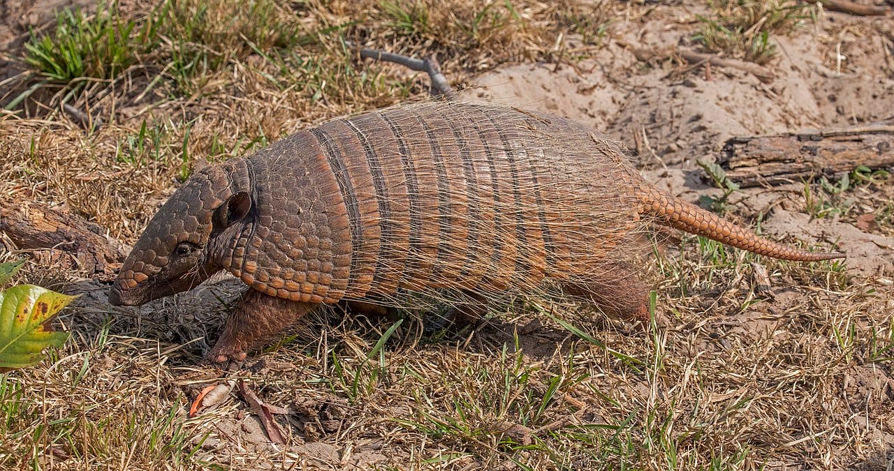 Six-Banded Armadillo
