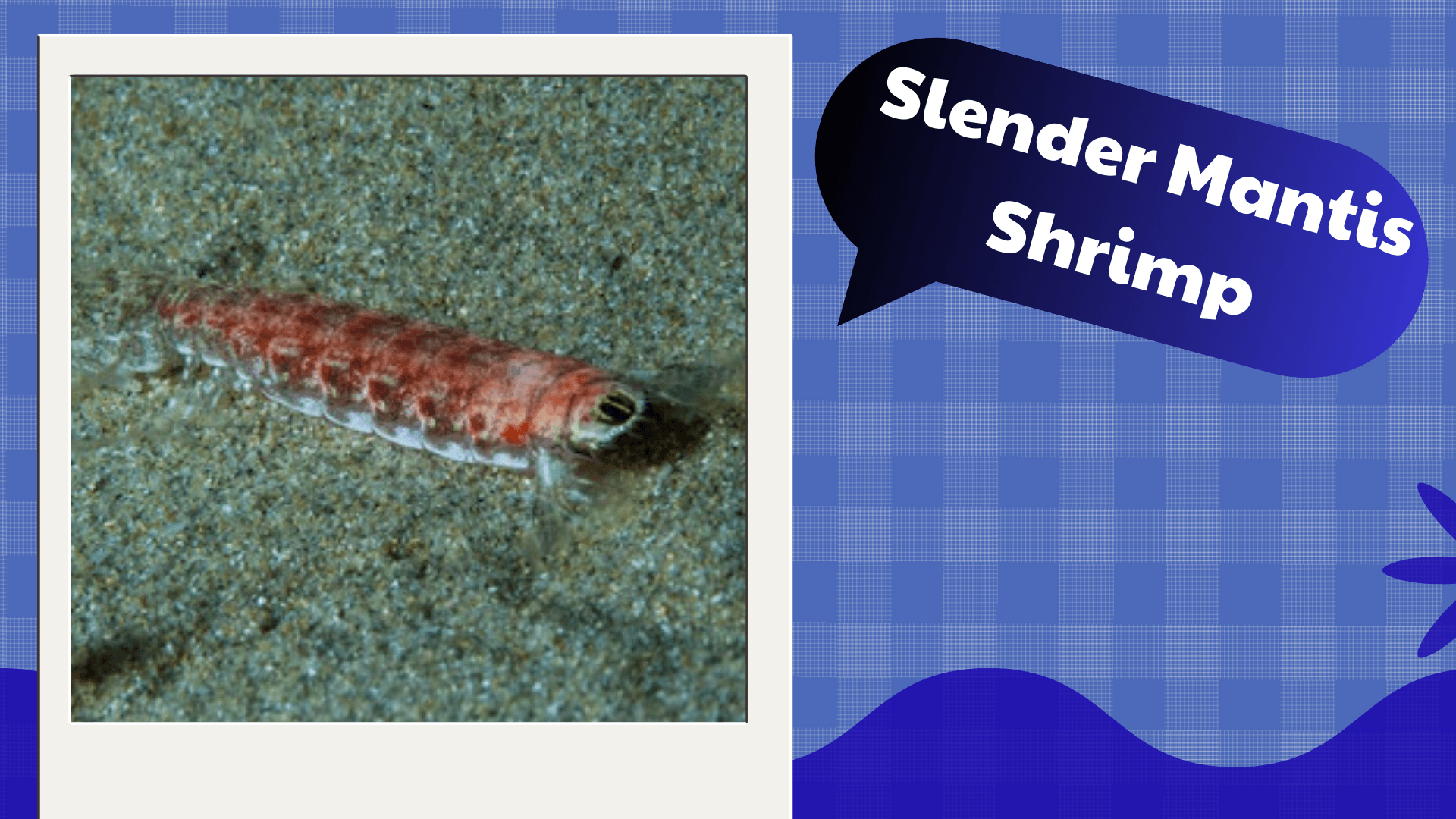 Slender-Mantis-Shrimp