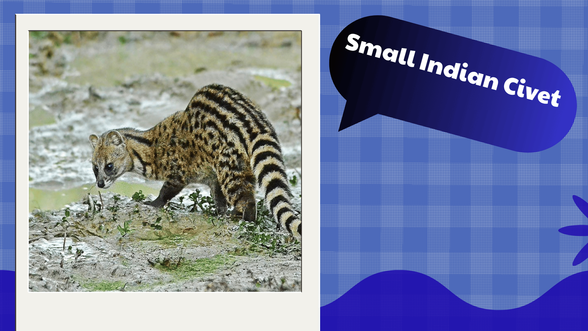 Small Indian Civet