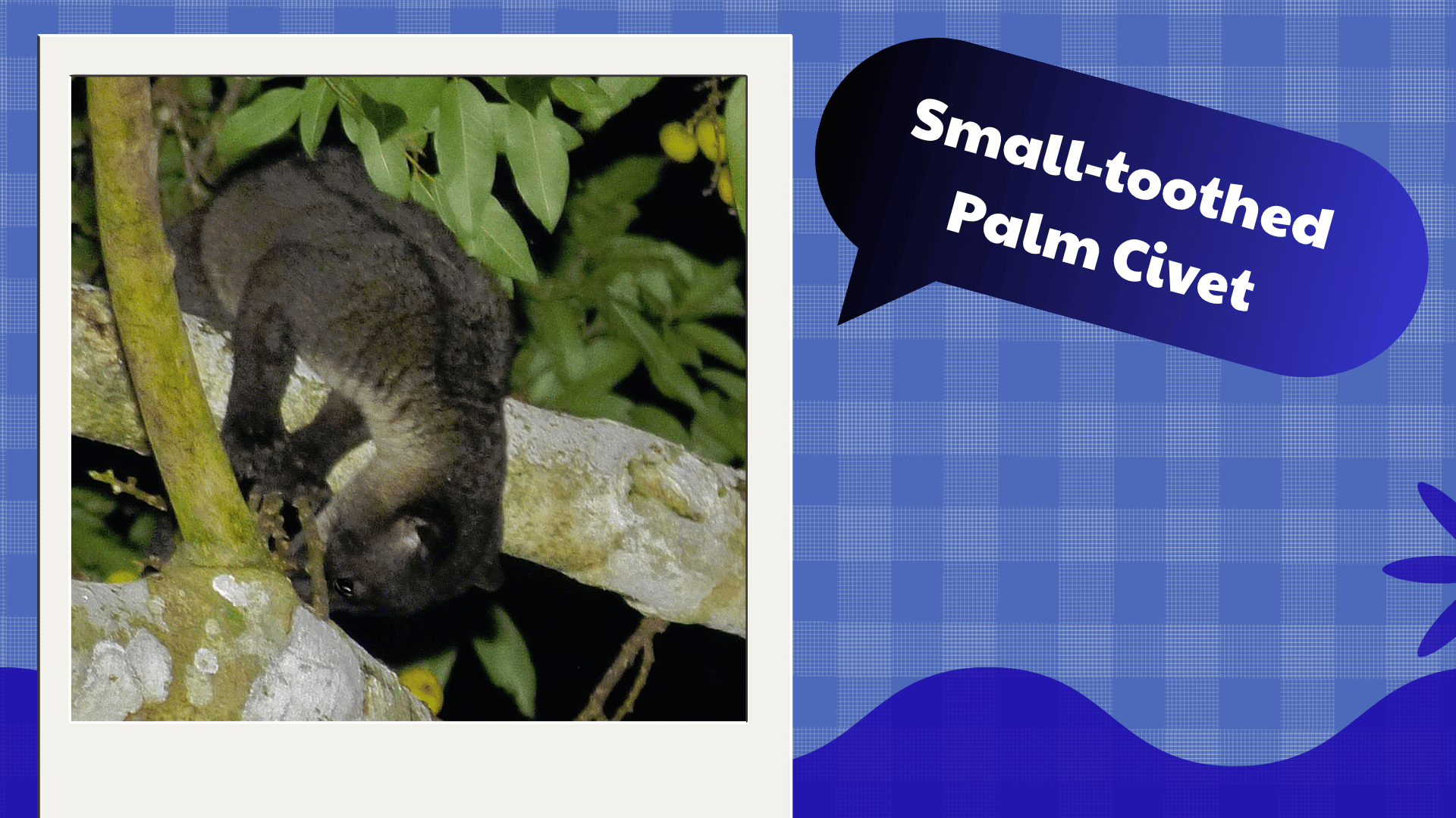 Small-toothed Palm Civet