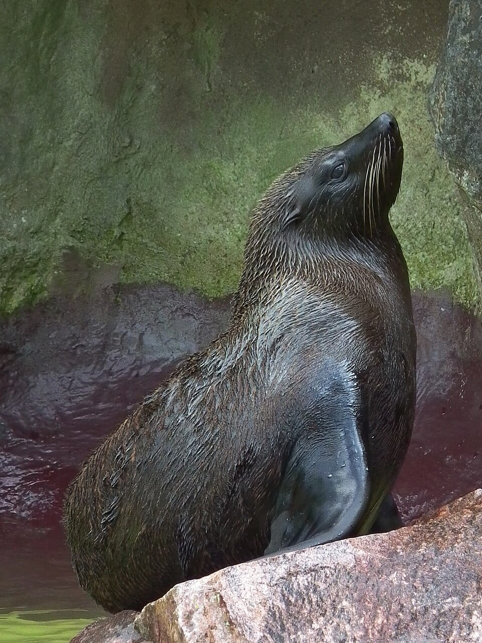 South American Fur Seal