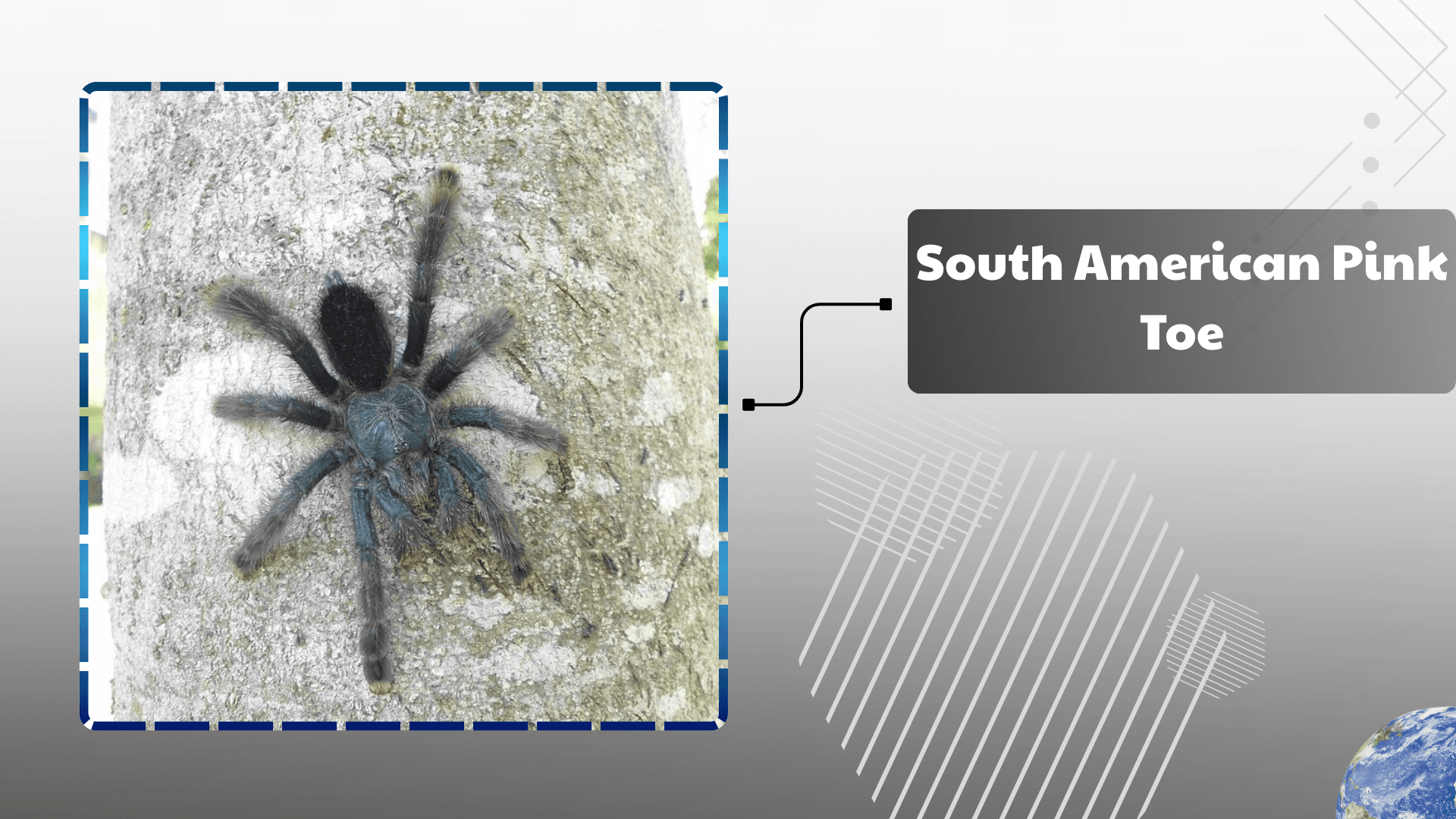 South American Pink Toe