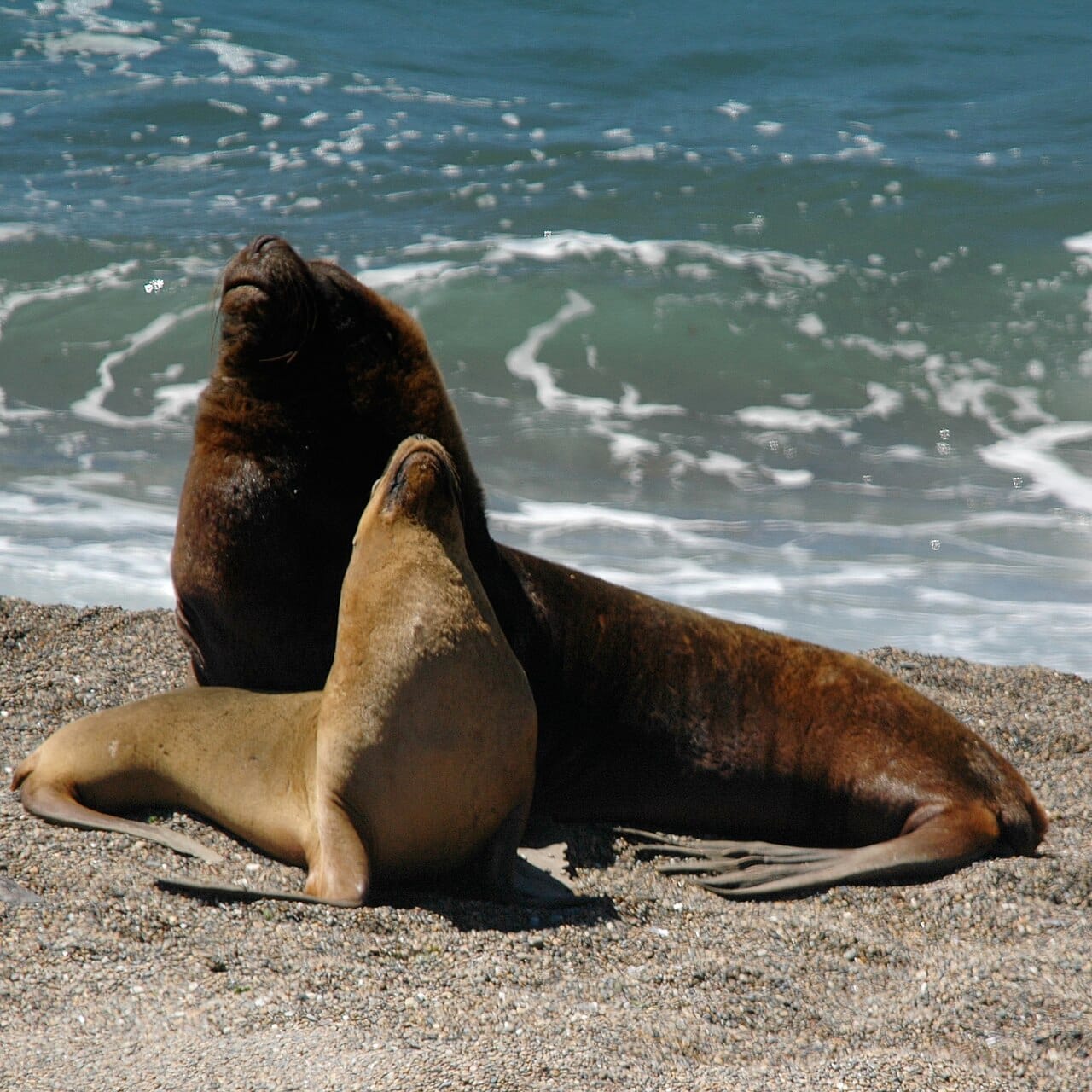 South American Sea Lion