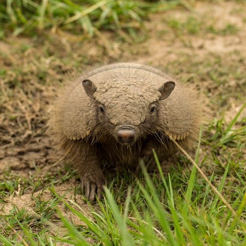 Southern Hairy Armadillo