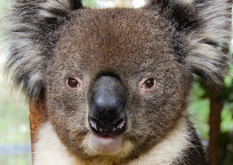 Southern Koala