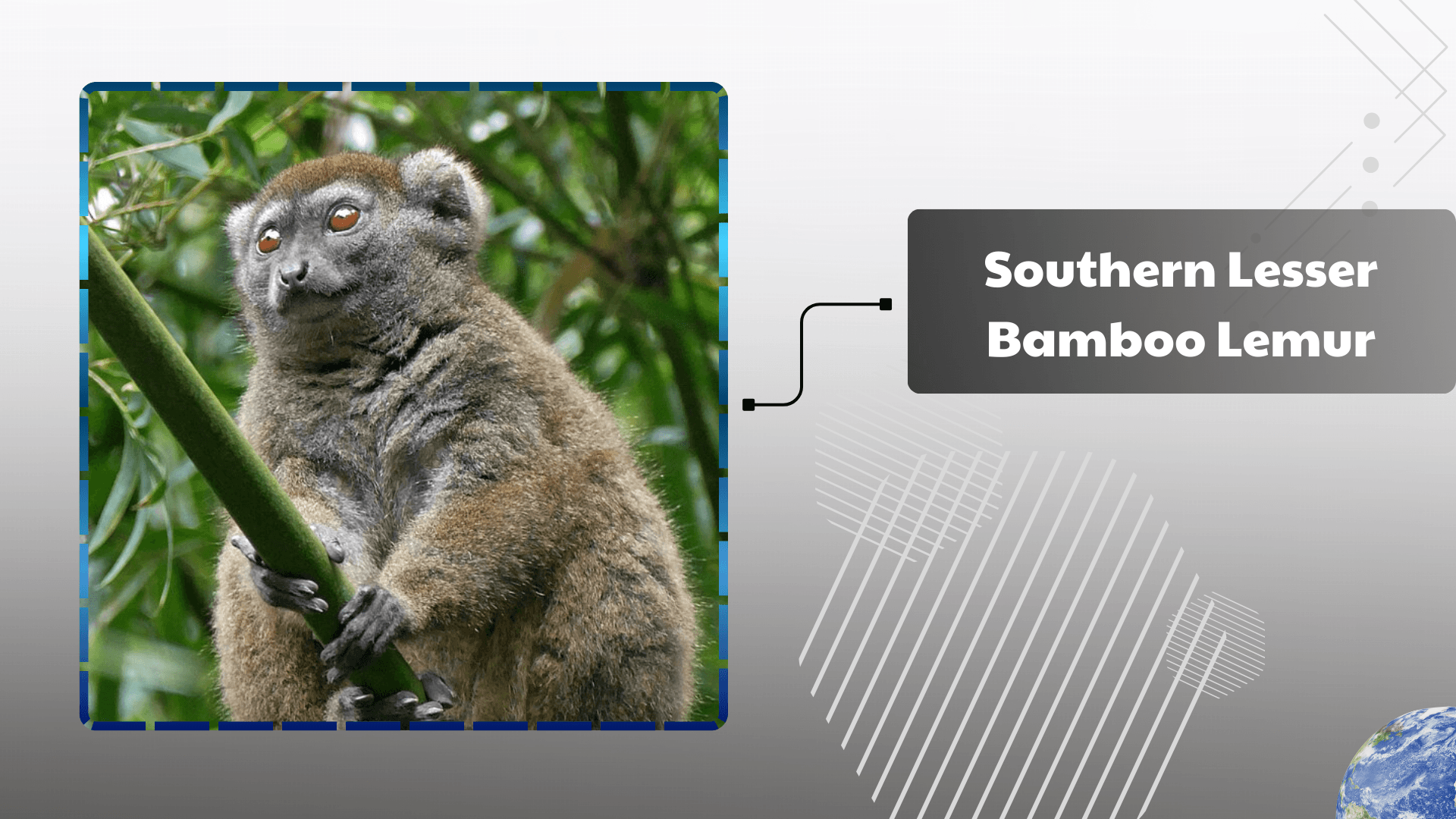 Southern-Lesser-Bamboo-Lemur