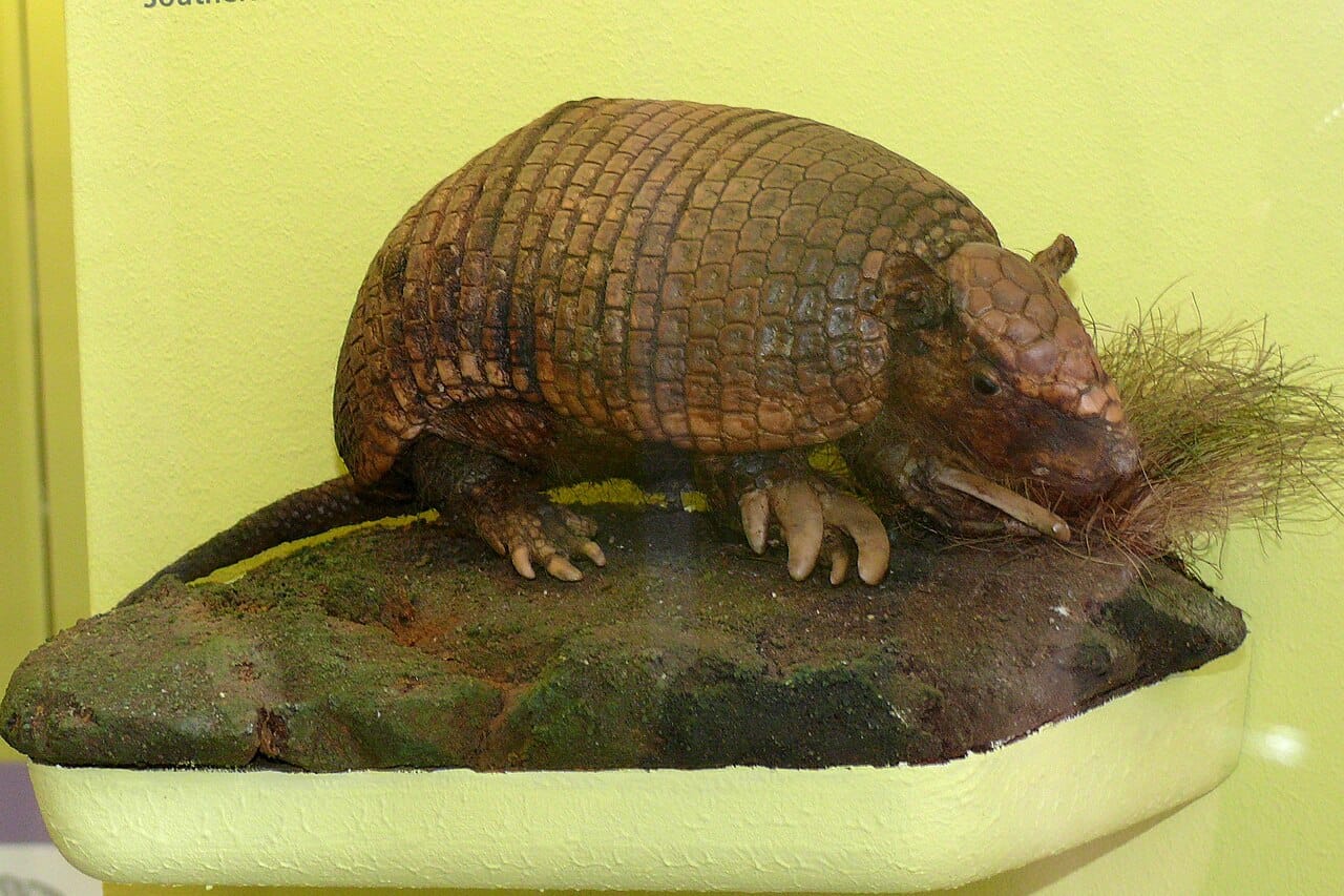 Southern Naked-Tailed Armadillo