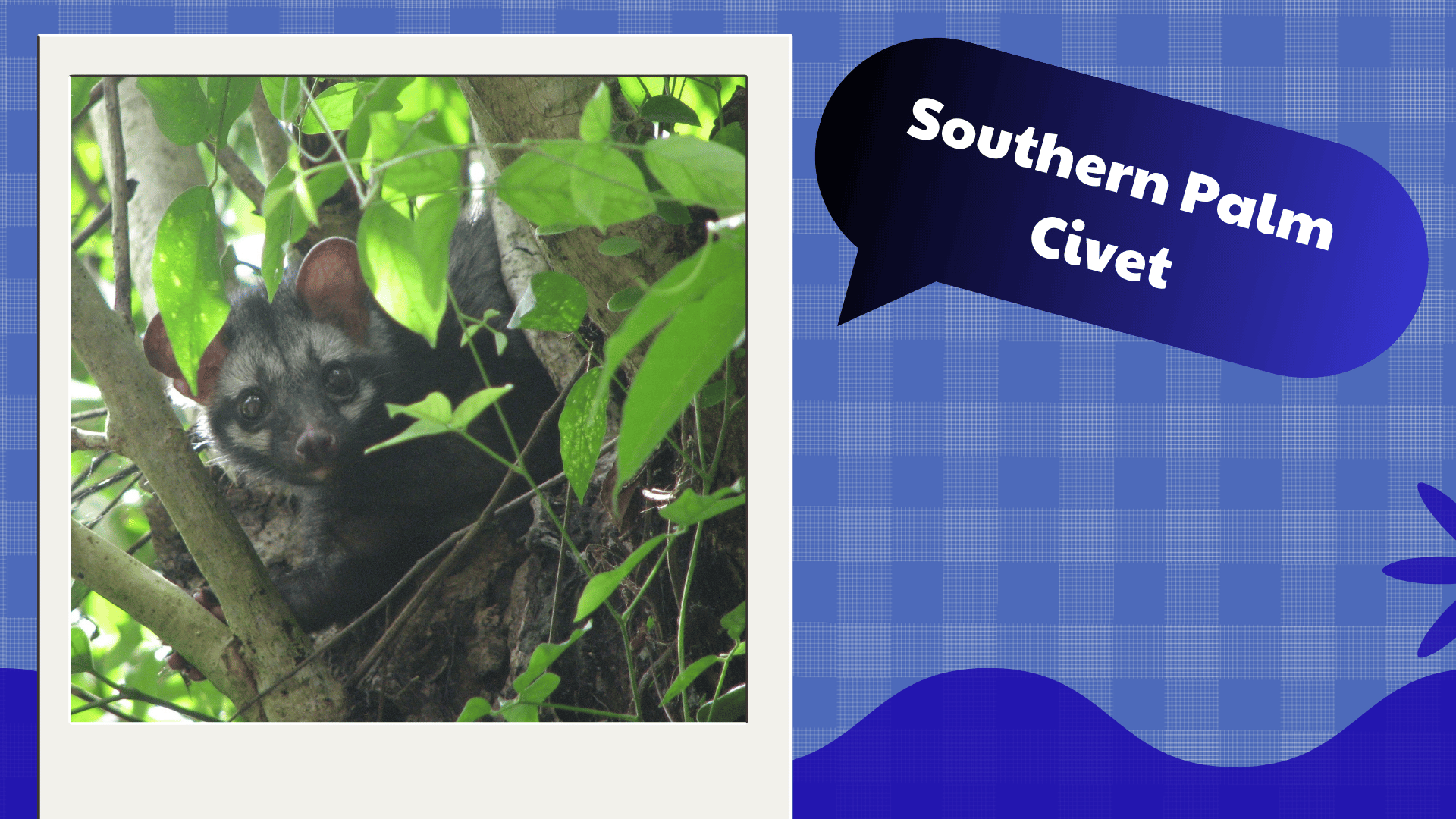 Southern Palm Civet