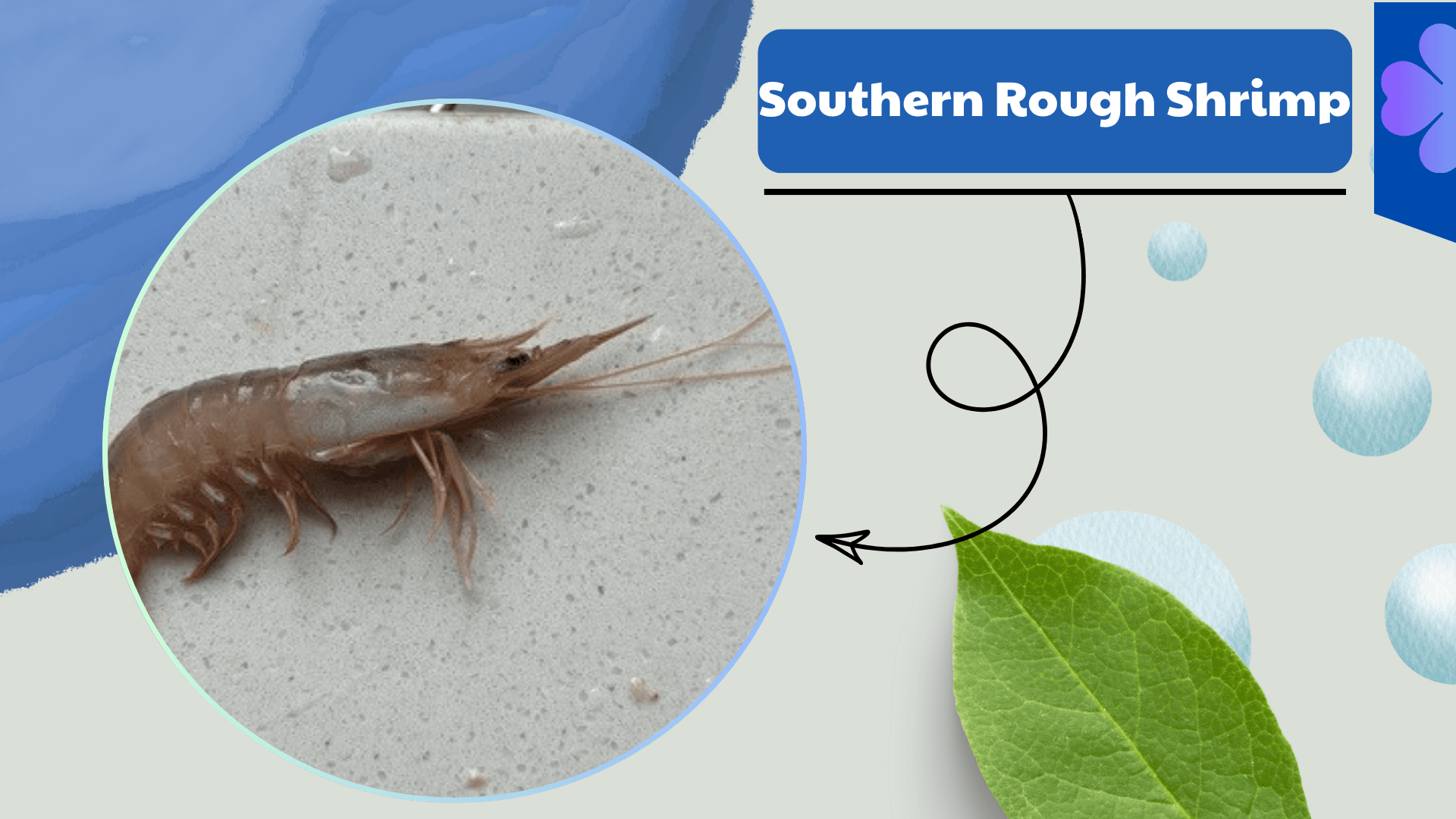 Southern-Rough-Shrimp