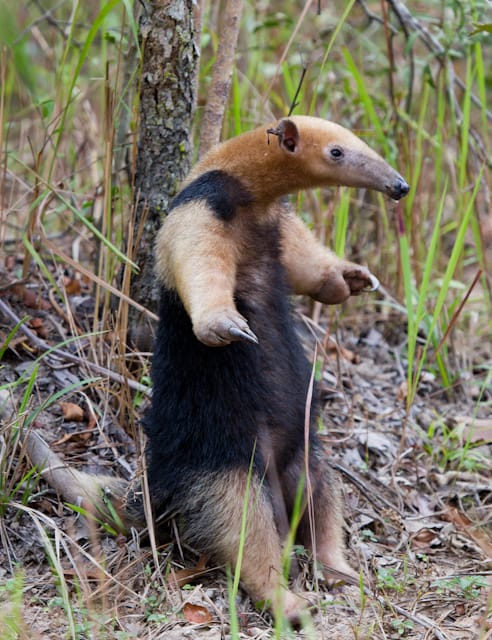 Southern Tamandua