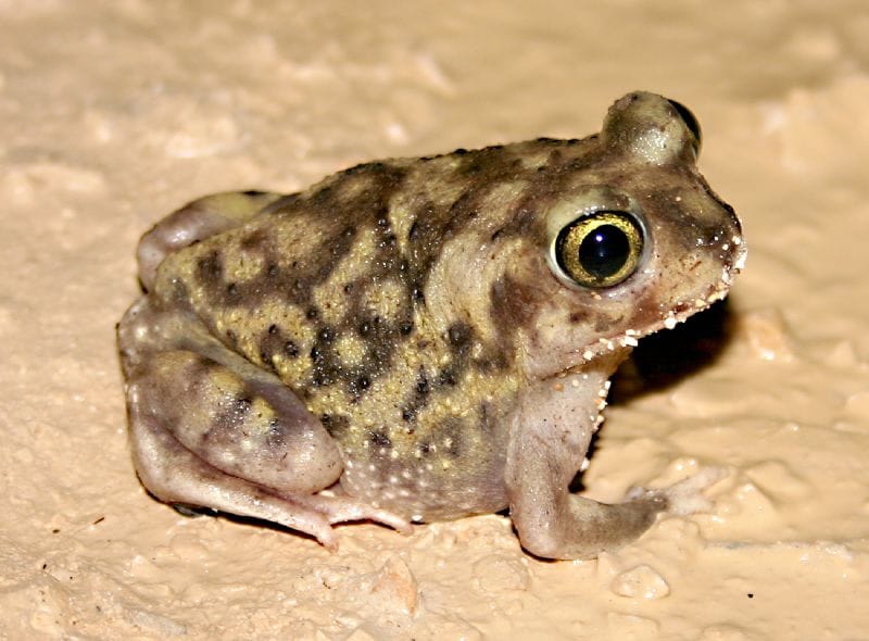 Spadefoot-Toad