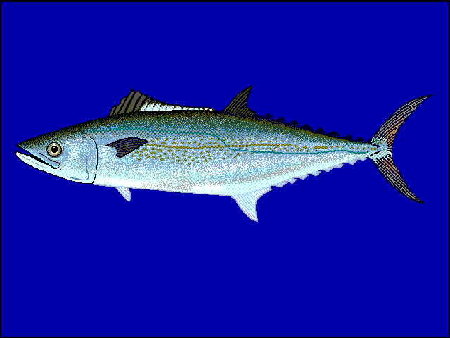 Spanish Mackerel