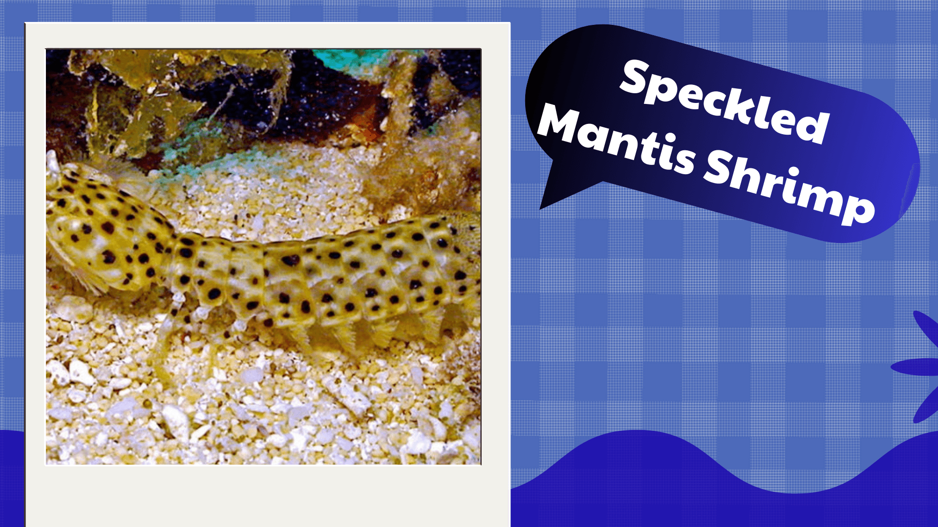 Speckled-Mantis-Shrimp