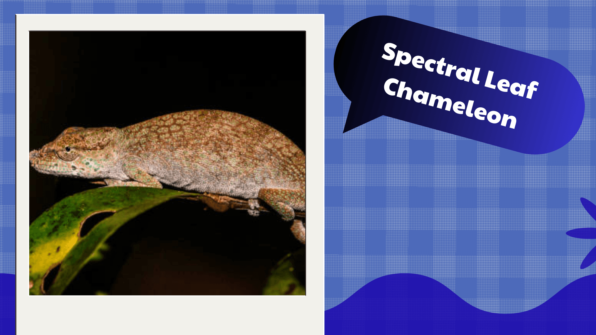 Spectral Leaf Chameleon