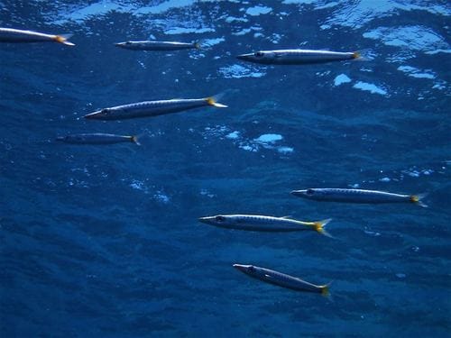 Sphyraena chrysotaenia