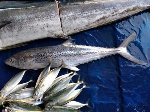 Spotted Mackerel