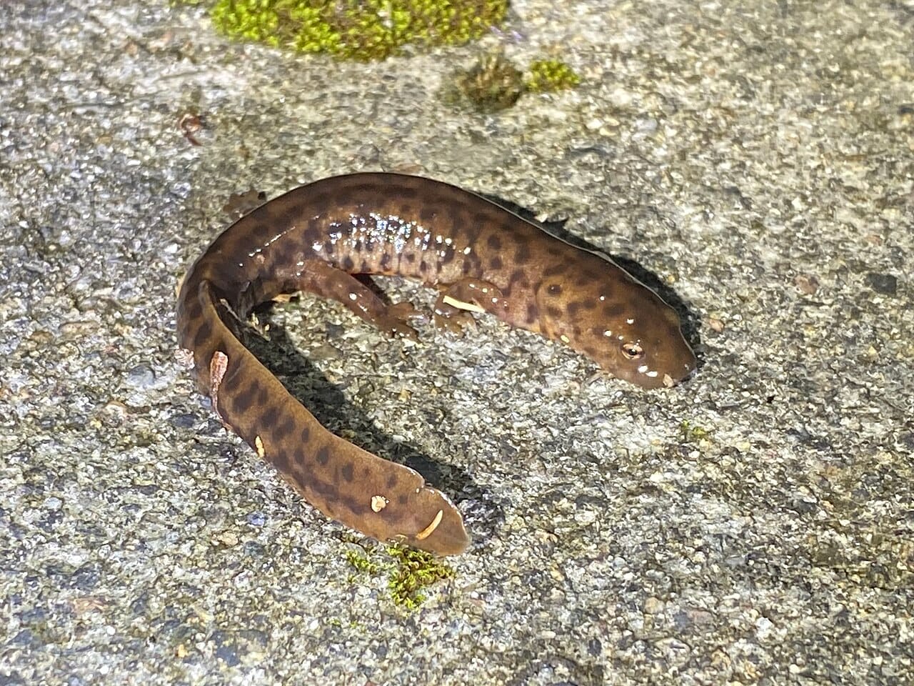 Spotted Paddle‑tail Newt