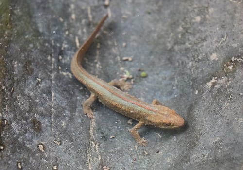 Spot‑tailed Warty Newt