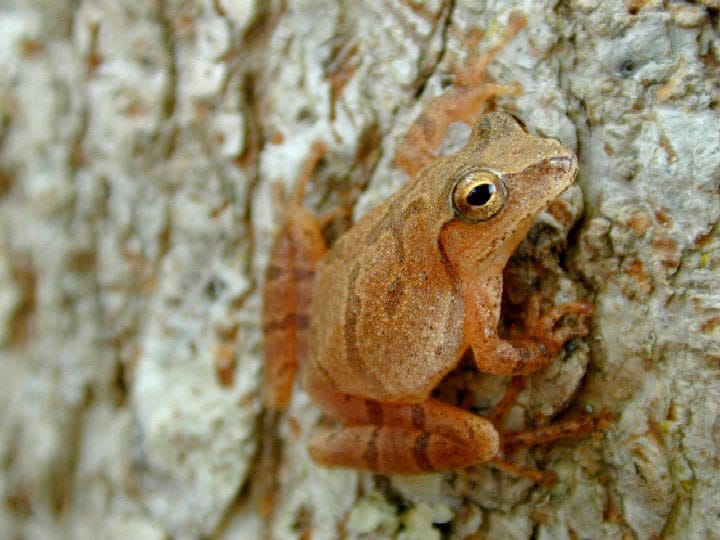 Spring-Peeper