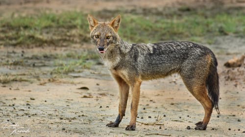 Sri Lankan Jackal