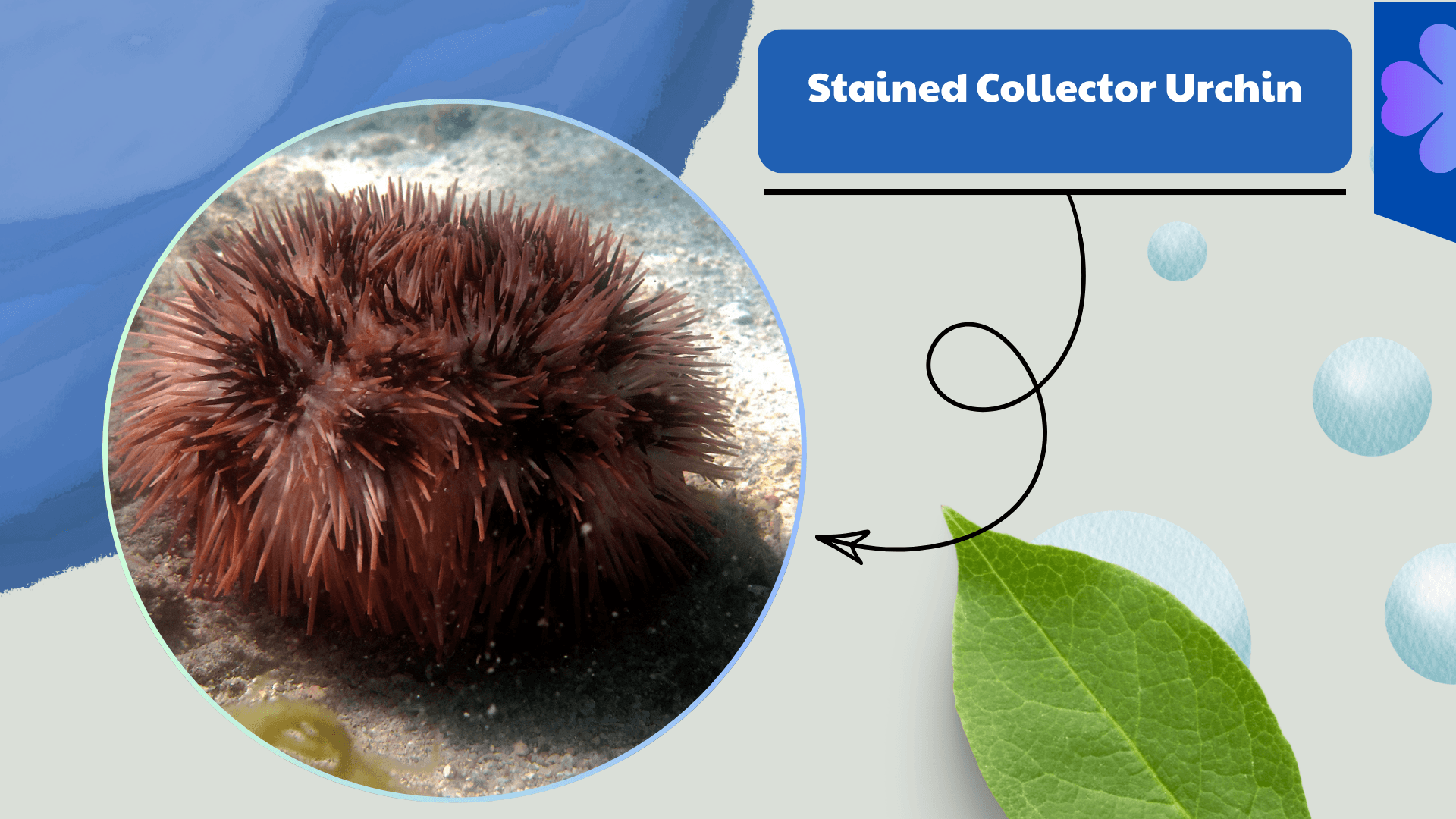Stained Collector Urchin