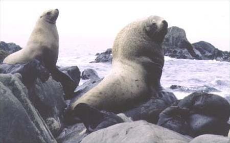 Steller Sea Lion