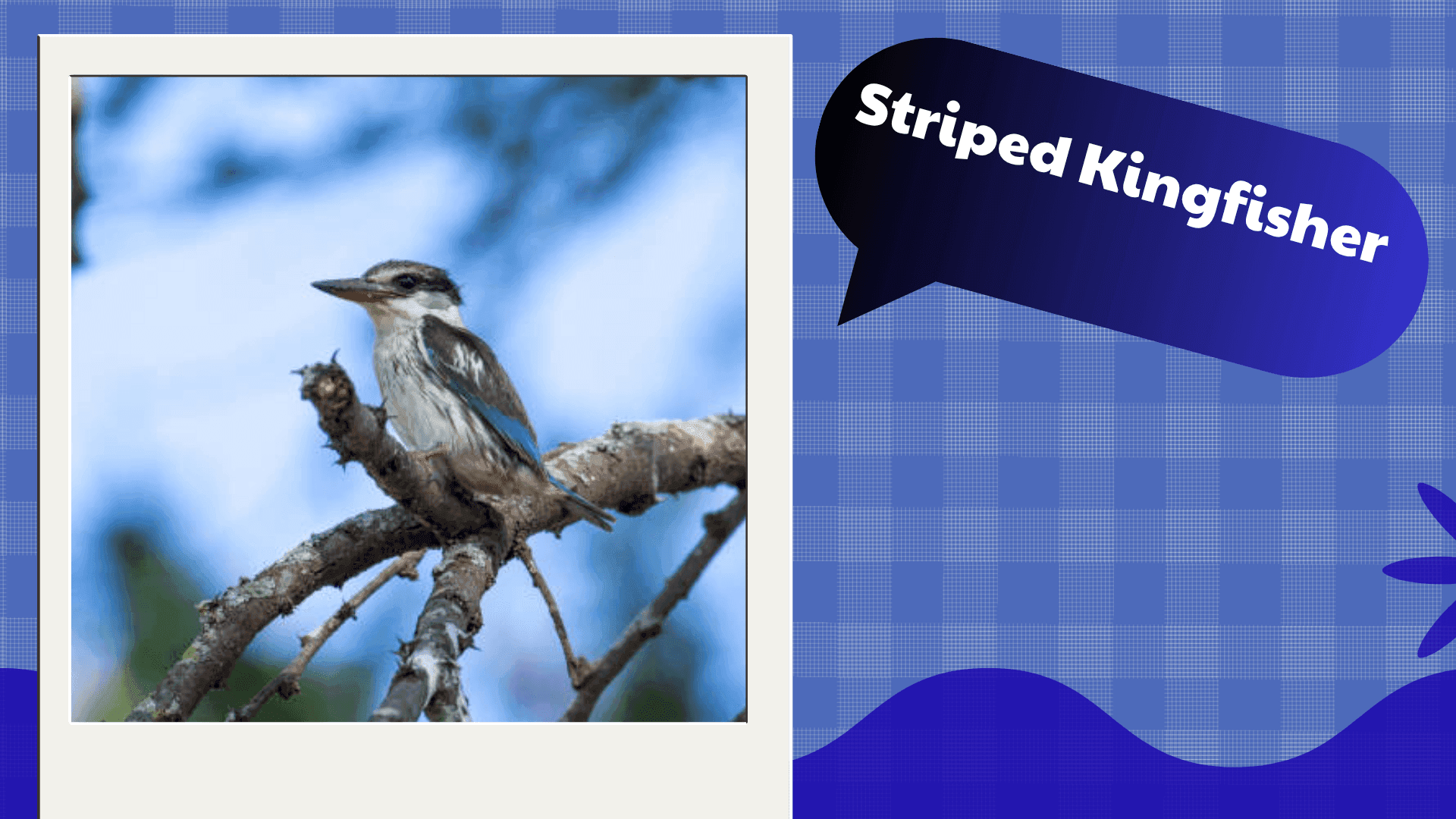 Striped Kingfisher