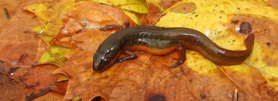 Striped Newt