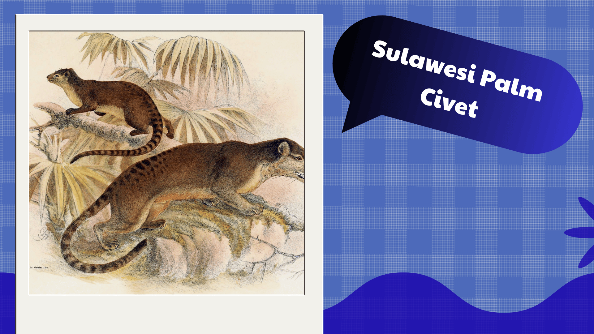 Sulawesi Palm Civet