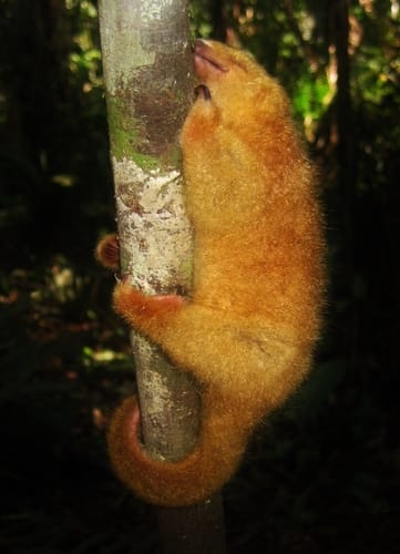 Thomas’ Silky Anteater
