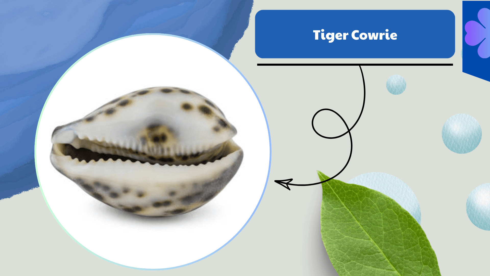 Tiger Cowrie