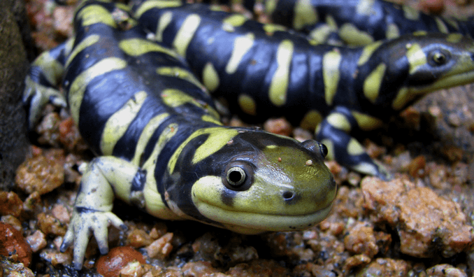 Tiger-Salamander