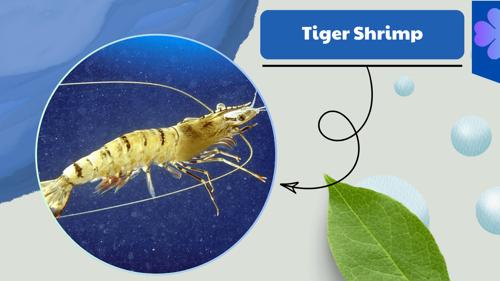 Tiger-Shrimp