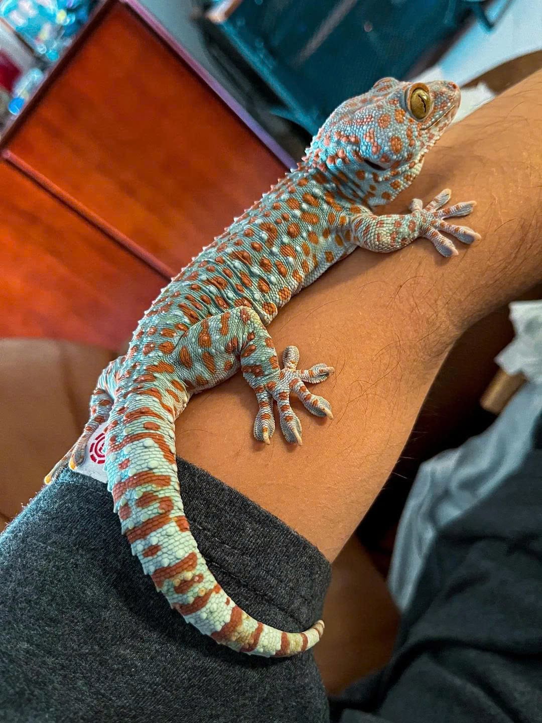 Tokay Gecko