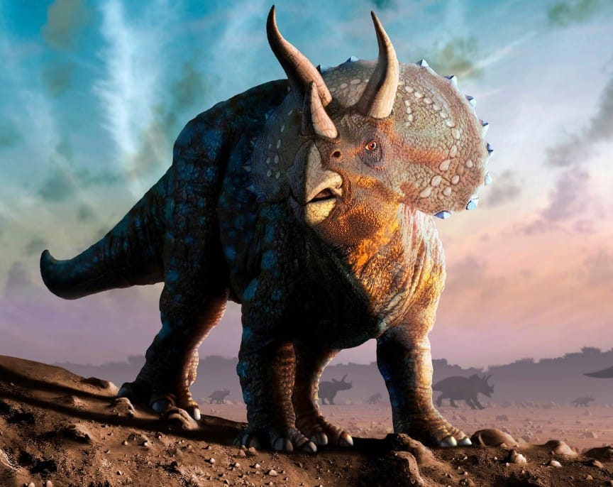Triceratops horridus