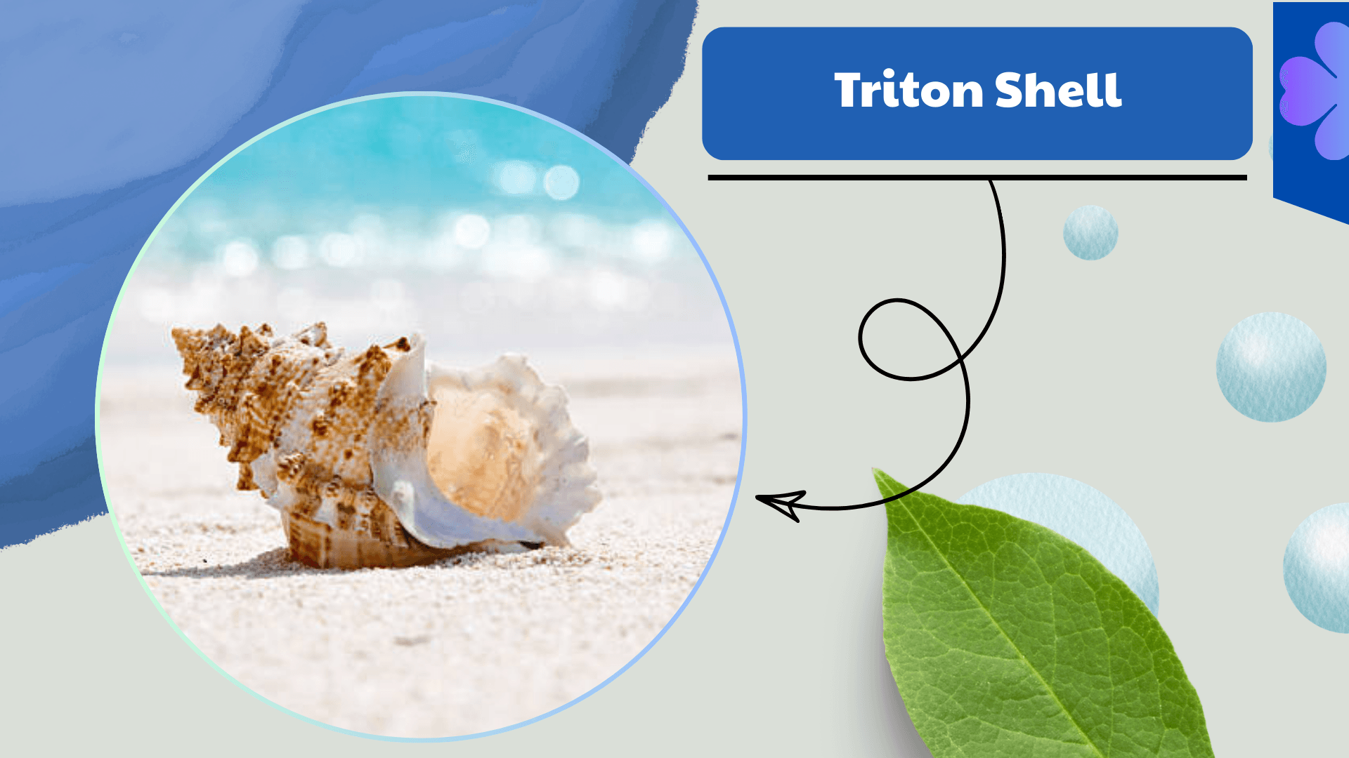 Triton Shell