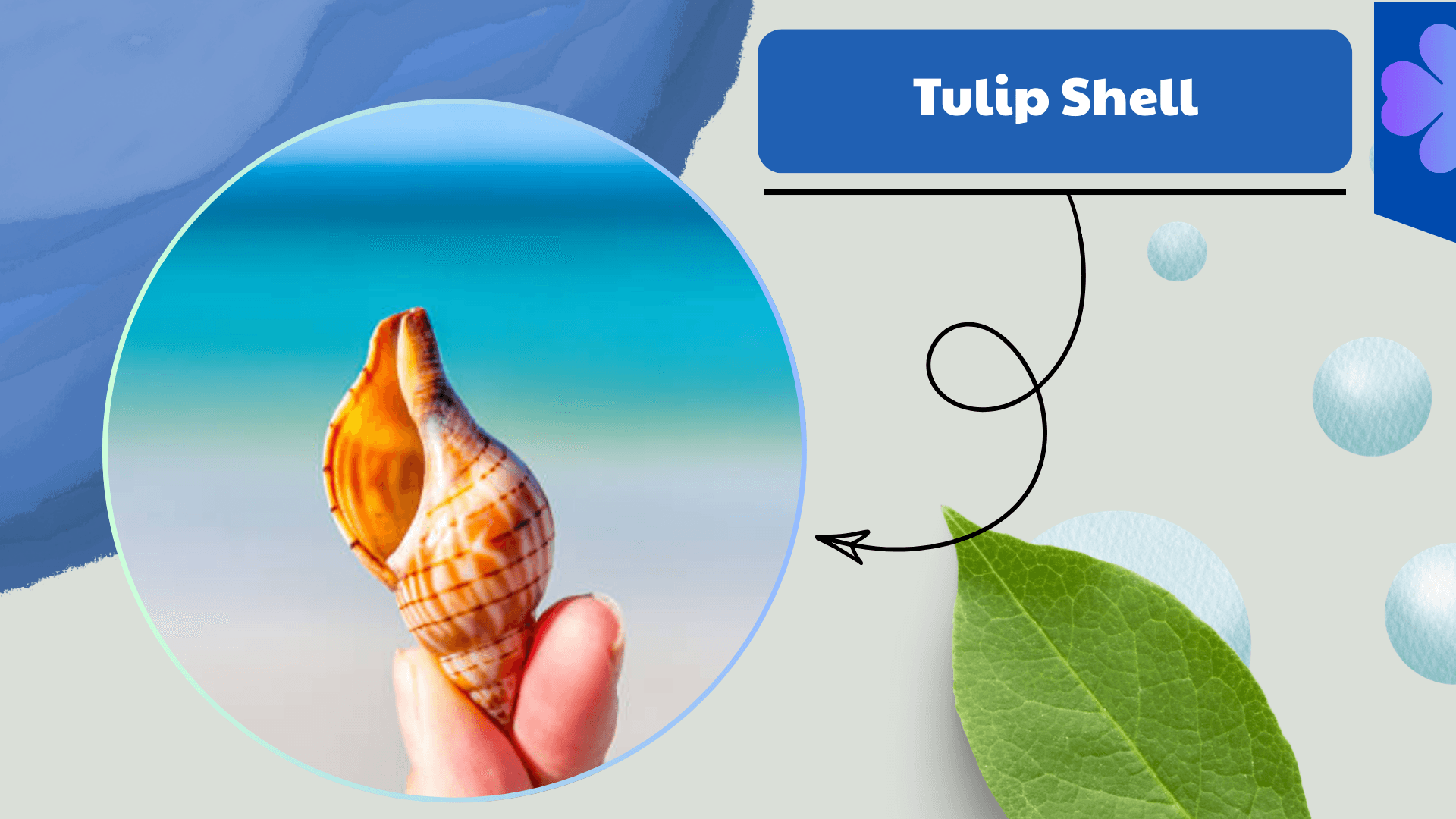 Tulip Shell