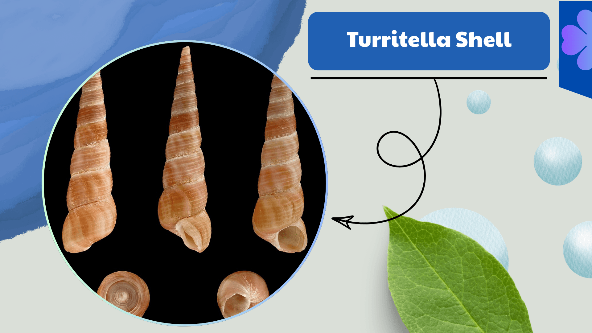 Turritella Shell